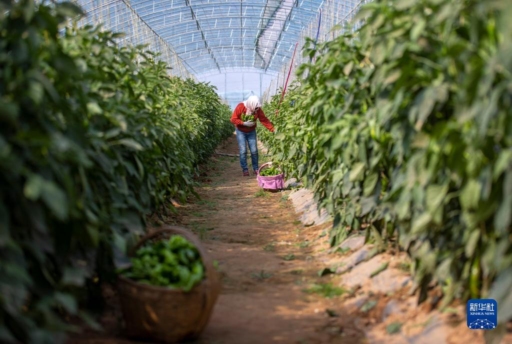 捉鱼游戏网